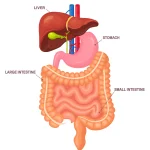 « Déterminer l’état du tractus gastro-intestinal humain à l’aide de l’électropsychophysiologie »