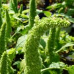 LES PLANTES AFRICAINES