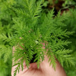 ARTEMISIA ANNUA  – Une réponse naturopathique à   l’hémochromatose